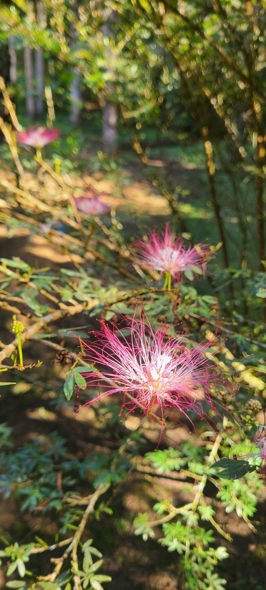 Bobinsana flower at Dreamglade