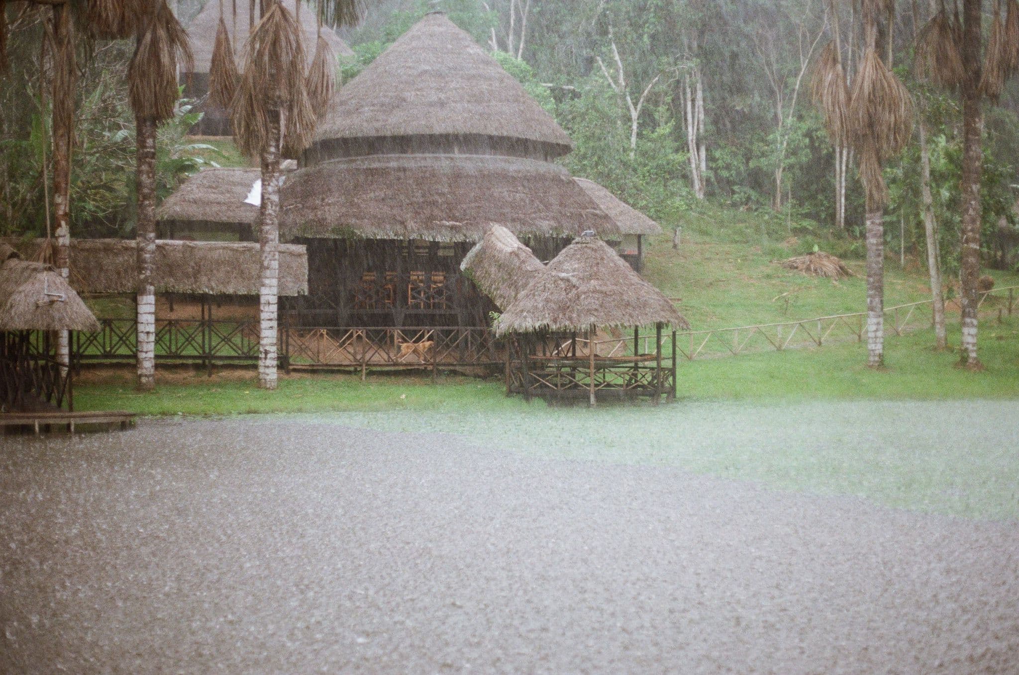 Rain falling on the lake at Dreamglade, with thatched malokas and palms in soft Amazon light