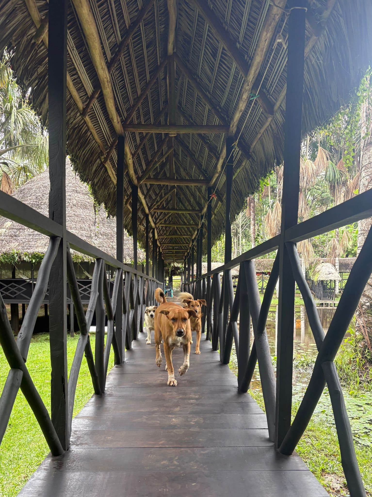 Dogs on the bridge at Dreamglade