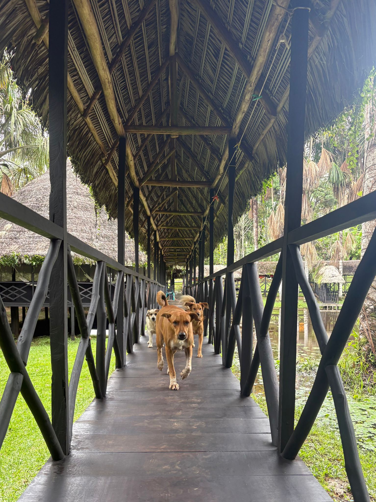 Dogs on the bridge at Dreamglade