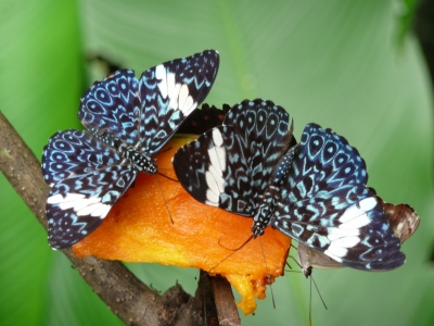 P1000471